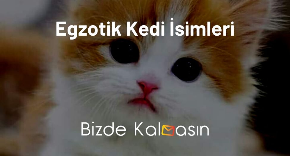 Egzotik Kedi İsimleri Hiç Duymadığınız İsimler Bizde Kalmasın