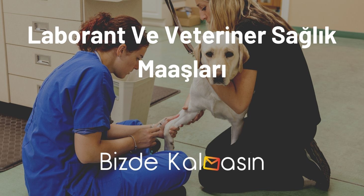 Laborant Ve Veteriner Sağlık Maaşları 2024 - Yeni Zamlı Maaş!