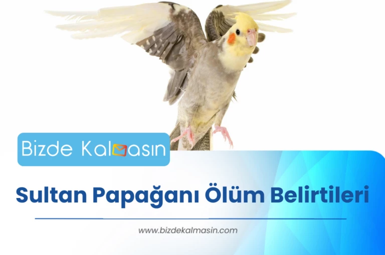 Sultan Papağanı Ölüm Belirtileri – Üşütme Belirtileri