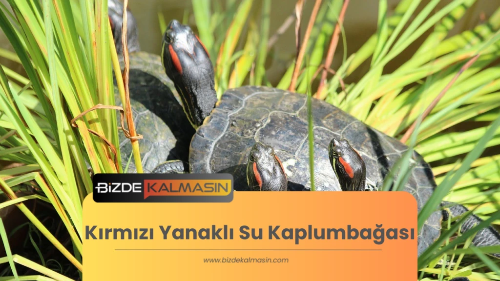 Kırmızı Yanaklı Su Kaplumbağası