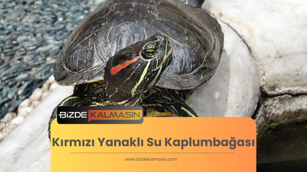 Kırmızı Yanaklı Su Kaplumbağası