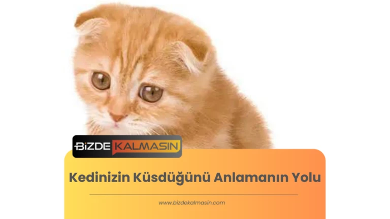 Kedinizin Küsdüğünü Anlamanın Yolu