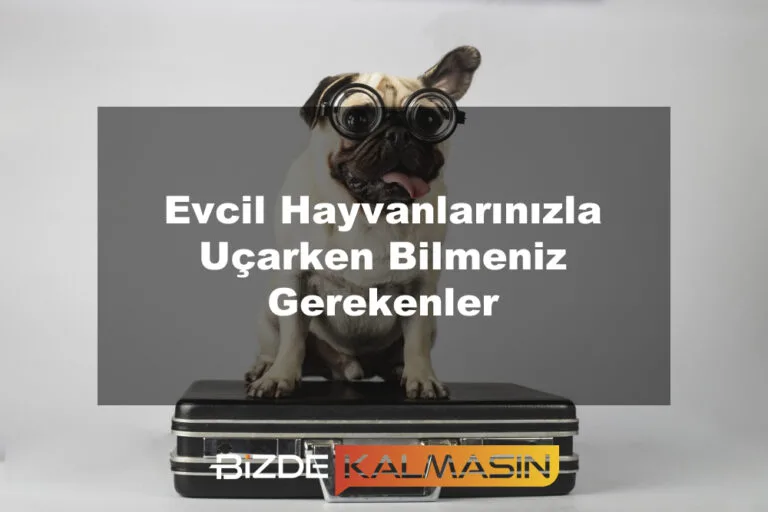 Evcil Hayvanlarınızla Uçarken Bilmeniz Gerekenler